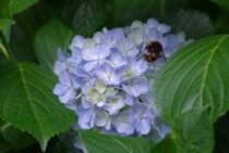 ツマアカスズメバチの駆除方法とは。特定外来生物なので放置は禁物！