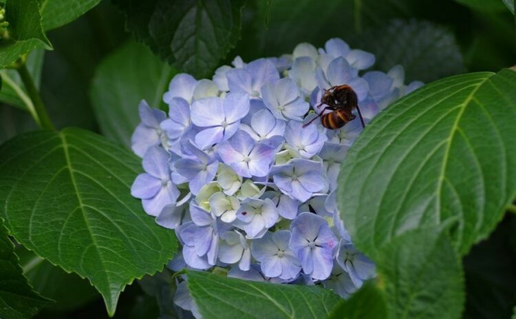 ツマアカスズメバチの駆除方法とは。特定外来生物なので放置は禁物！