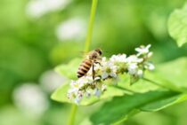 蜂の対処法は状況によってさまざま！蜂の被害にあわないためには