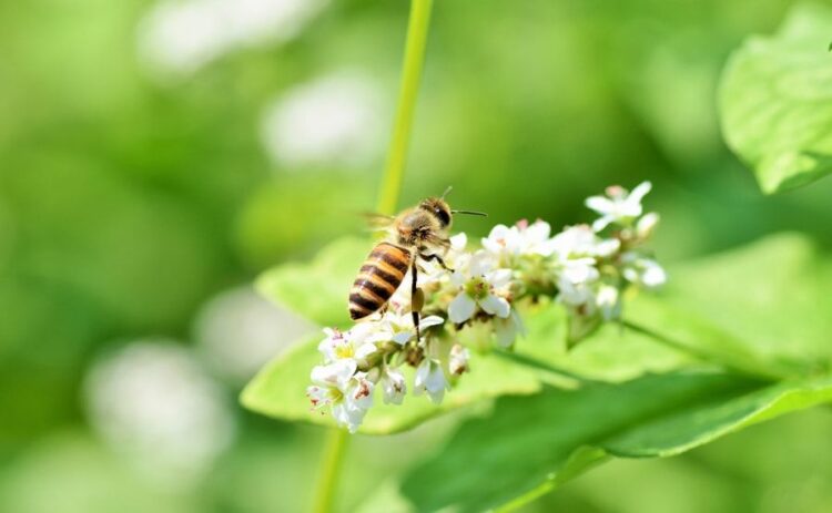 蜂の対処法は状況によってさまざま！蜂の被害にあわないためには