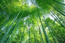 竹林の伐採には補助金が出ることも！竹の伐採費用はどれくらい？