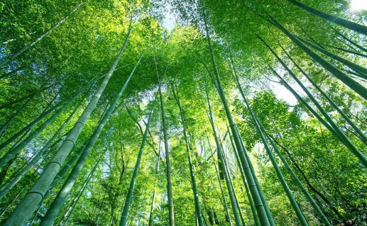 竹林の伐採には補助金が出ることも！竹の伐採費用はどれくらい？