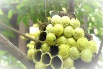 キボシアシナガバチの蜂の巣は黄色が鮮やか。ほかの蜂の巣についても