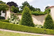 コニファーが枯れるのは日本の環境も原因！あらゆる原因と対処法