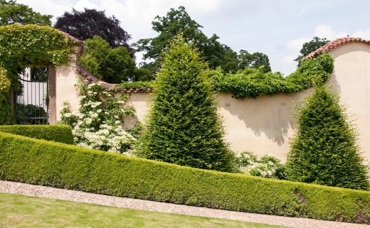 コニファーが枯れるのは日本の環境も原因！あらゆる原因と対処法