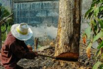 木を倒す方向を定めよう！伐採でのクサビの使い方を解説します！