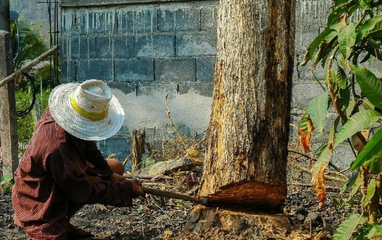 木を倒す方向を定めよう！伐採でのクサビの使い方を解説します！