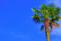 シュロの伐採には気をつけて！シュロならではの伐採方法を紹介します