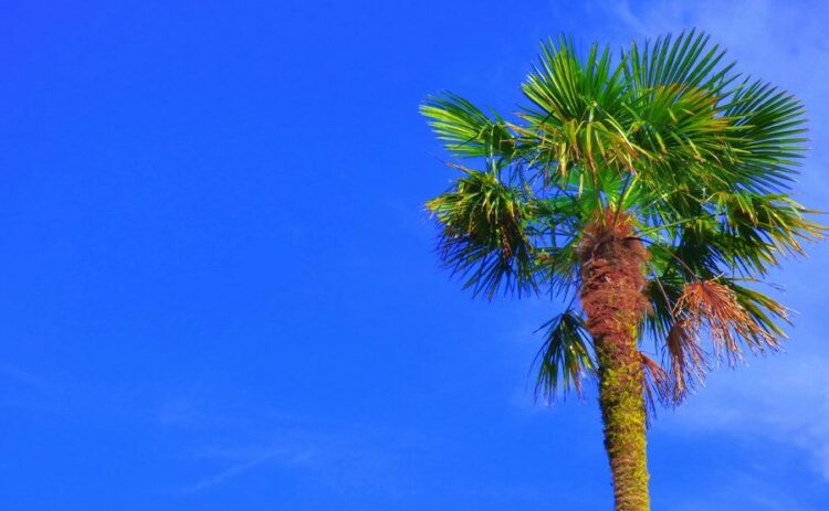 シュロの伐採には気をつけて！シュロならではの伐採方法を紹介します