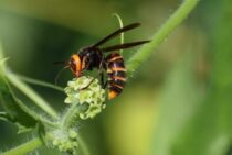 スズメバチは6月から活発化する？夏からは巣も大きくなるので危険！