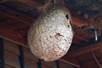 スズメバチの巣の材料は何？巣の材料を減らしてハチの巣を予防しよう