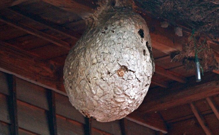 スズメバチの巣の材料は何？巣の材料を減らしてハチの巣を予防しよう