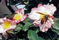 スズメバチも益虫としての役割がある！生活を豊かにしてくれる蜂たち