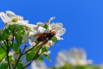 スズメバチはフェロモンに引き寄せられる！香水や整髪料には注意を！