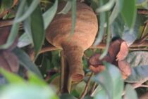 スズメバチの巣は種類によって場所が異なる！巣の場所から特定しよう