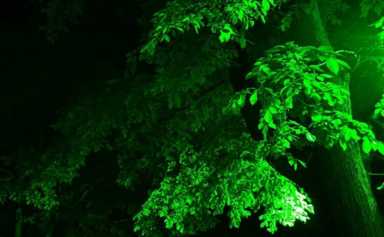 アシナガバチの巣は夜に駆除を！習性を学んで効率よくおこなおう！