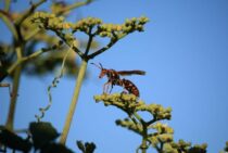 アシナガバチは11月ごろから越冬開始！ただし駆除に油断は禁物！