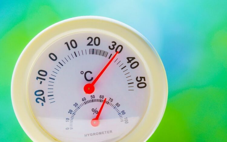 ゴールドライダーを育てるポイントを紹介！剪定方法とメリットも解説