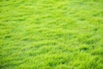 芝生にラージパッチが発生！どうすれば元通りになる…？詳しく解説！