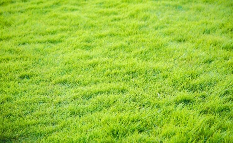 芝生にラージパッチが発生！どうすれば元通りになる…？