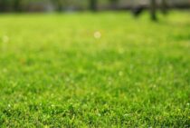 芝刈りをハサミでやりたい！一番大事なのは技術じゃなくて根気！？