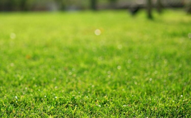 芝刈りをハサミでやりたい！一番大事なのは技術じゃなくて根気！？