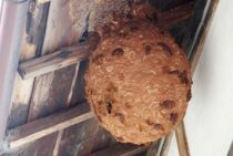 隣の家に蜂の巣を見つけたら｜駆除してもらえない場合の相談先と対策