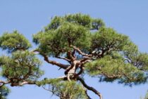 松の剪定は芽摘みの時期が簡単！樹形を整える手入れのコツをご紹介