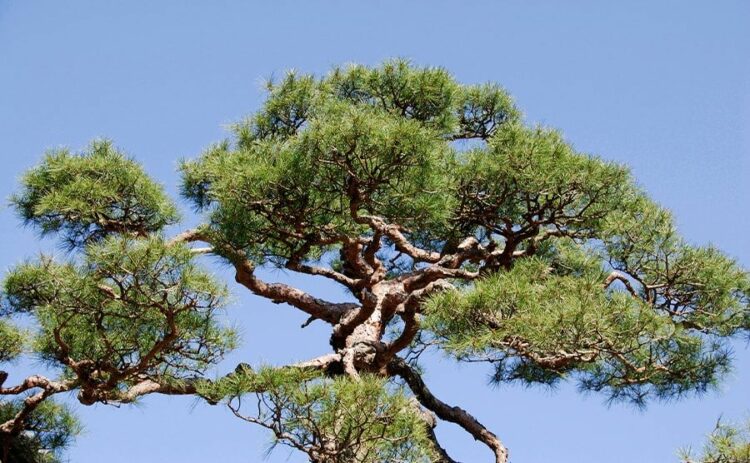 松の剪定は芽摘みが重要！芽摘みをして松をきれいな形に整えよう！