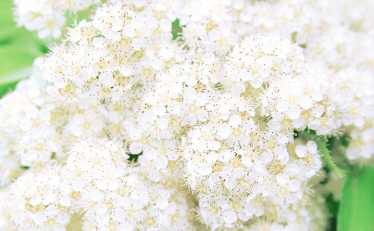 コデマリとユキヤナギの見分け方！お手入れ方法にも違いはあるのか？