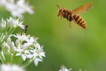 スズメバチの威嚇行動を知っておこう！身を守るためにすべきこととは