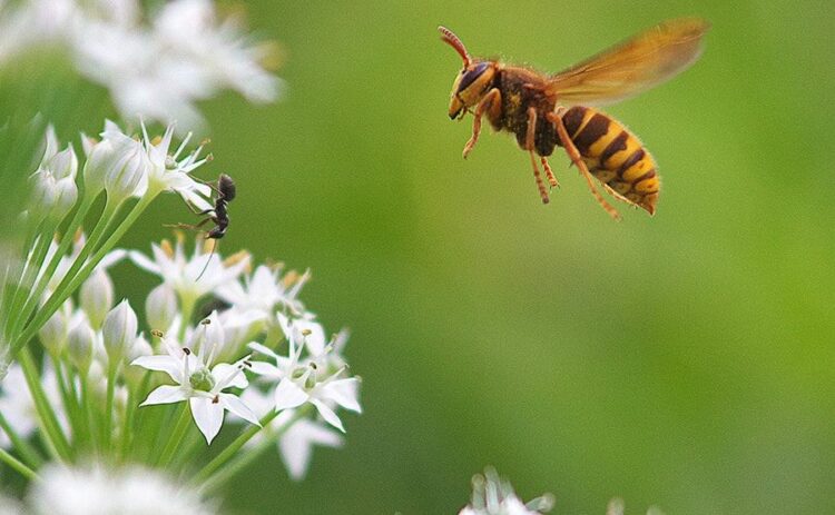 スズメバチの威嚇行動を知っておこう！身を守るためにすべきこととは