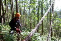 伐採の木はロープ掛けで倒れる方向を制御しよう！注意点もご紹介！