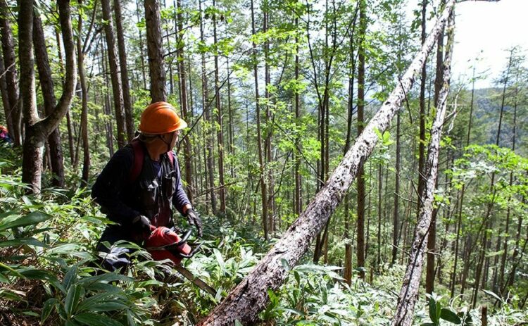 伐採の木はロープ掛けで倒れる方向を制御しよう！注意点もご紹介！