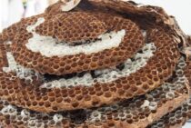 コガタスズメバチとオオスズメバチを大きさ以外で見分ける方法を紹介