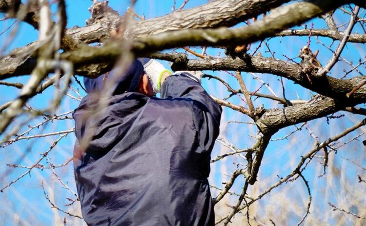 車枝があると樹形や日当たりが悪くなる！剪定のやり方を知ろう！