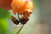 危険なキイロスズメバチの巣が初期のものかを判断する方法をご紹介