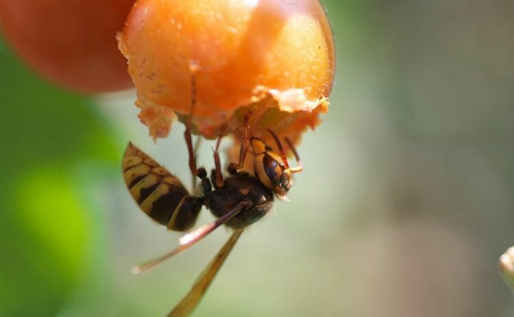 危険なキイロスズメバチの巣が初期のものかを判断する方法をご紹介