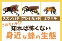 【蜂の種類】写真でわかる！危険なハチ・安全なハチの特徴と見分け方