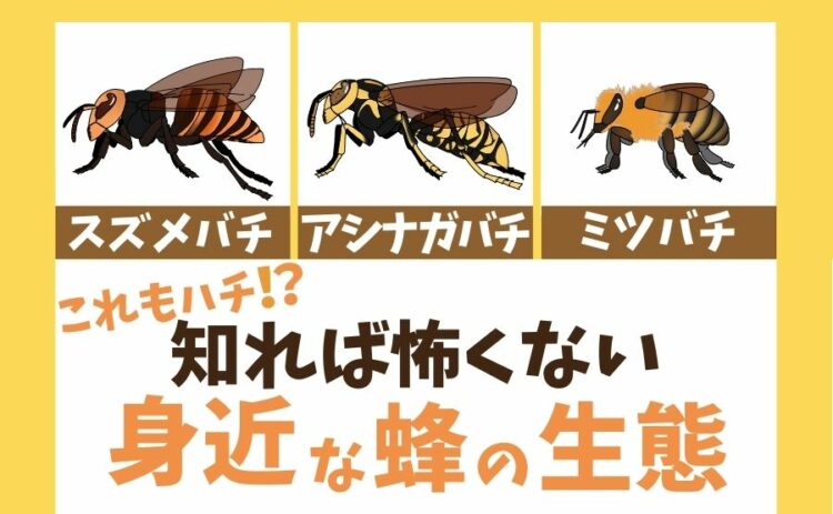 スズメバチ・アシナガバチ・ミツバチ　これもハチ！？知れば怖くない！身近な蜂の生態