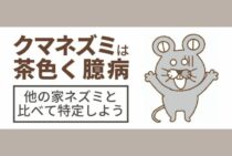 クマネズミの大きさはどれくらい？家ネズミの種類と見分け方を解説