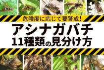 アシナガバチ11種類を写真つきで解説！駆除前に知って正しい対処を