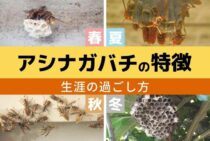 アシナガバチの生態｜外見や性格の特徴、女王蜂や働き蜂の一生まで