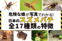 要注意スズメバチの種類一覧！簡単な見分け方と刺されないための対策