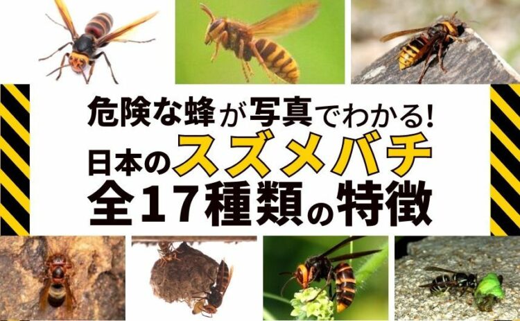 危険な蜂が写真でわかる！日本のスズメバチ全17種類の特徴