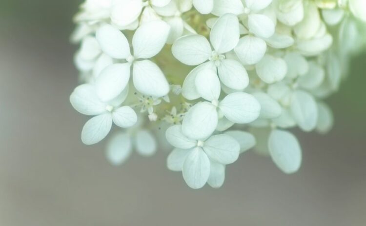 ピラミッドアジサイの基本情報！育て方や剪定方法を知り尽くそう