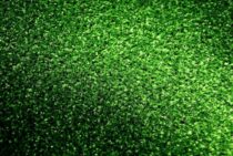 人工芝の水はけは悪くない！？カビができる原因はその下にあった