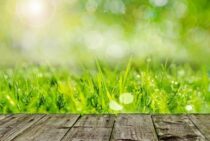 芝生のでこぼこは成長に悪い！でこぼこができる原因と直し方を解説！