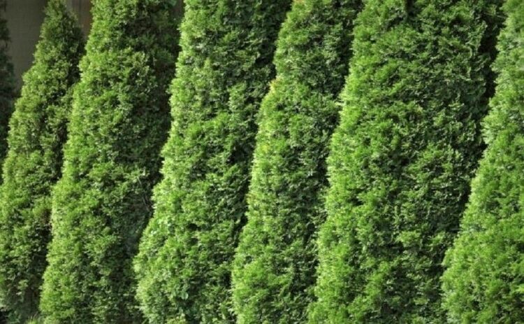 コニファーは種類ごとに違った特徴が！育て方と剪定の注意点について