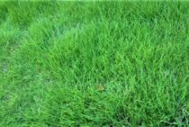 芝生に肥料をやる頻度は時期で変える。適切にやらないと逆効果！？